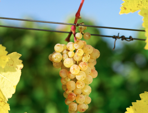 Herbstpause von 23.09. bis 20.10.2022